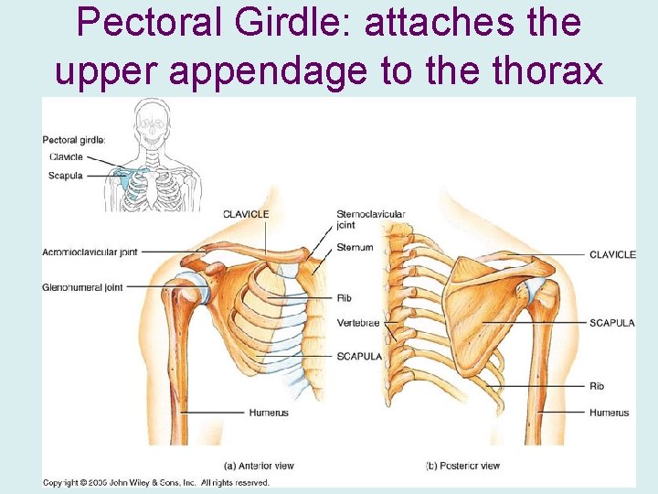 Pectoral Girdle: attaches the upper appendage to the thorax 