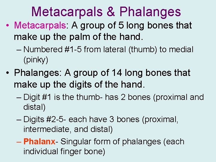 Metacarpals & Phalanges • Metacarpals: A group of 5 long bones that make up