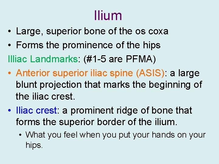Ilium • Large, superior bone of the os coxa • Forms the prominence of