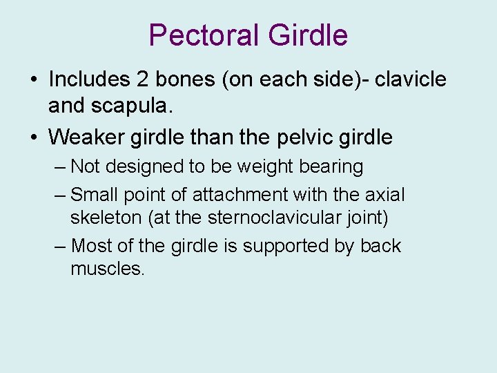 Pectoral Girdle • Includes 2 bones (on each side)- clavicle and scapula. • Weaker
