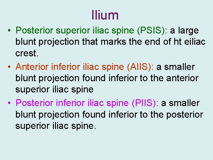 Ilium • Posterior superior iliac spine (PSIS): a large blunt projection that marks the