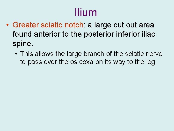 Ilium • Greater sciatic notch: a large cut out area found anterior to the