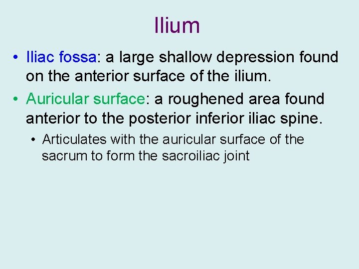 Ilium • Iliac fossa: a large shallow depression found on the anterior surface of