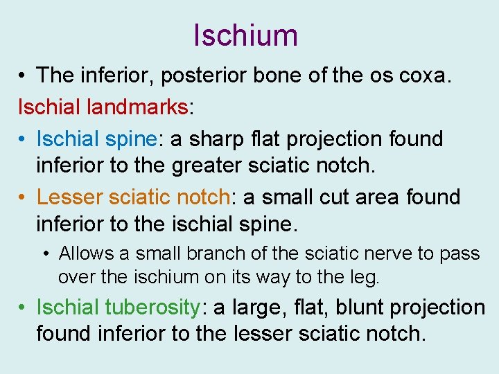 Ischium • The inferior, posterior bone of the os coxa. Ischial landmarks: • Ischial