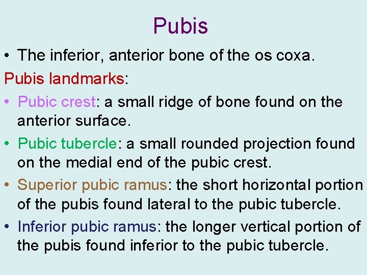 Pubis • The inferior, anterior bone of the os coxa. Pubis landmarks: • Pubic