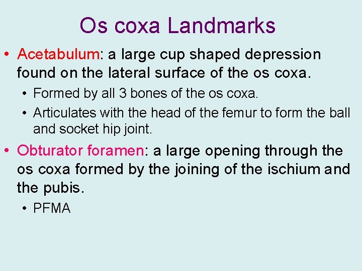 Os coxa Landmarks • Acetabulum: a large cup shaped depression found on the lateral