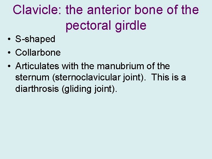 Clavicle: the anterior bone of the pectoral girdle • S-shaped • Collarbone • Articulates