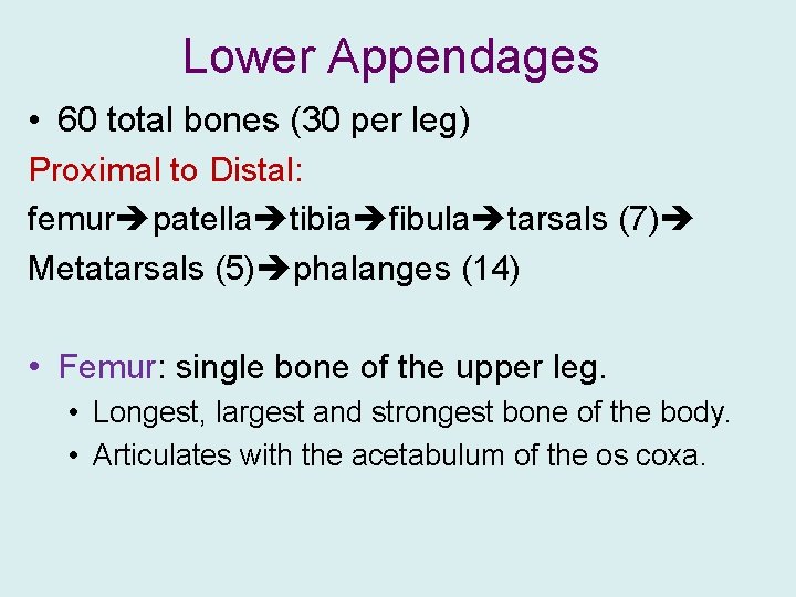 Lower Appendages • 60 total bones (30 per leg) Proximal to Distal: femur patella
