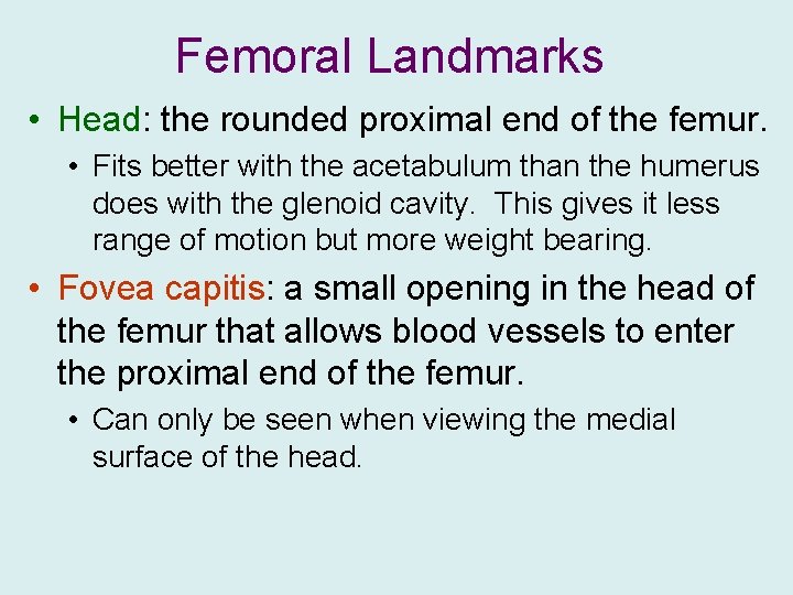 Femoral Landmarks • Head: the rounded proximal end of the femur. • Fits better