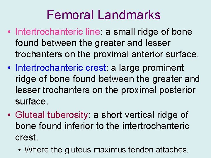Femoral Landmarks • Intertrochanteric line: a small ridge of bone found between the greater