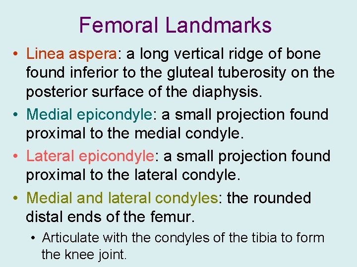 Femoral Landmarks • Linea aspera: a long vertical ridge of bone found inferior to