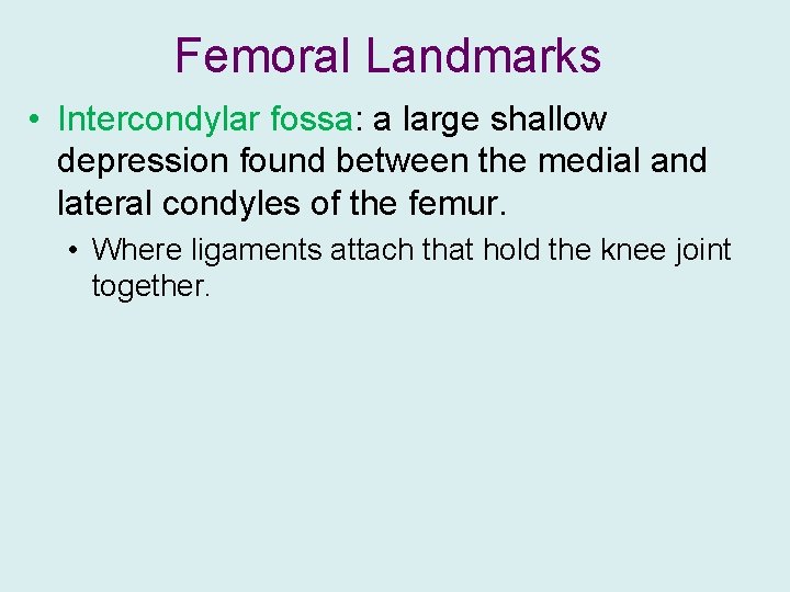 Femoral Landmarks • Intercondylar fossa: a large shallow depression found between the medial and