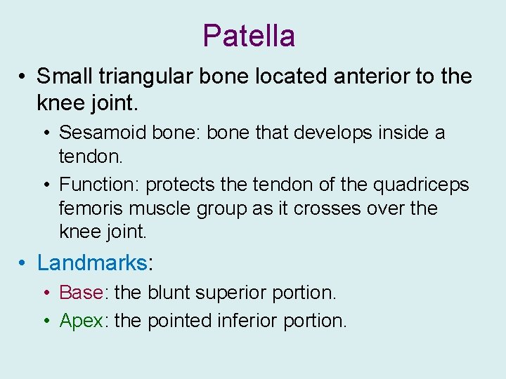 Patella • Small triangular bone located anterior to the knee joint. • Sesamoid bone: