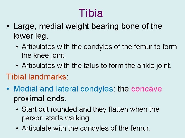 Tibia • Large, medial weight bearing bone of the lower leg. • Articulates with