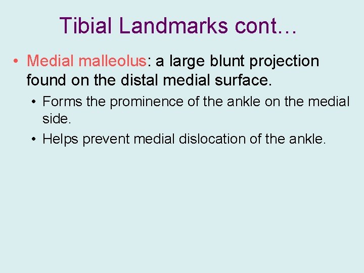 Tibial Landmarks cont… • Medial malleolus: a large blunt projection found on the distal