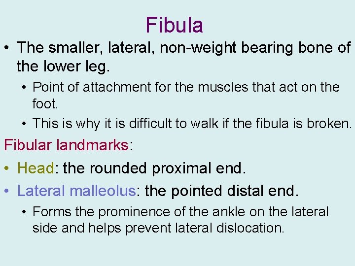 Fibula • The smaller, lateral, non-weight bearing bone of the lower leg. • Point