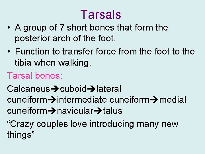 Tarsals • A group of 7 short bones that form the posterior arch of
