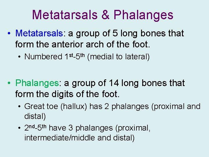 Metatarsals & Phalanges • Metatarsals: a group of 5 long bones that form the