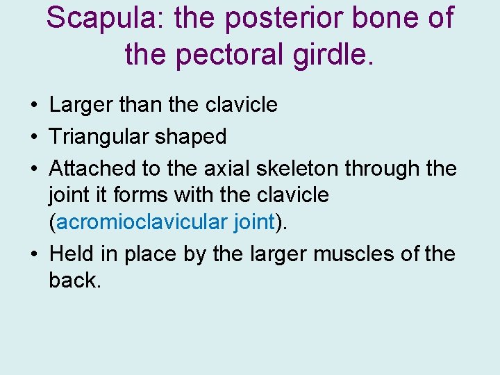 Scapula: the posterior bone of the pectoral girdle. • Larger than the clavicle •