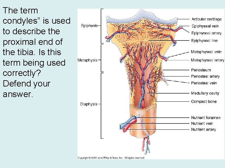 The term condyles” is used to describe the proximal end of the tibia. Is