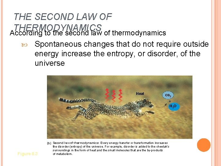 THE SECOND LAW OF THERMODYNAMICS According to the second law of thermodynamics Spontaneous changes