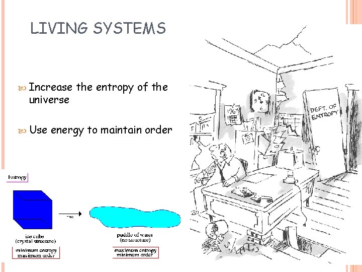 LIVING SYSTEMS Increase universe Use the entropy of the energy to maintain order 