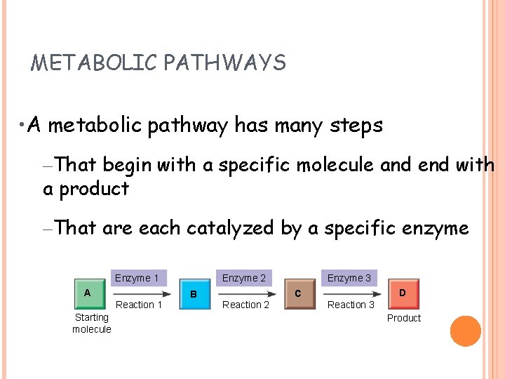 METABOLIC PATHWAYS • A metabolic pathway has many steps –That begin with a specific