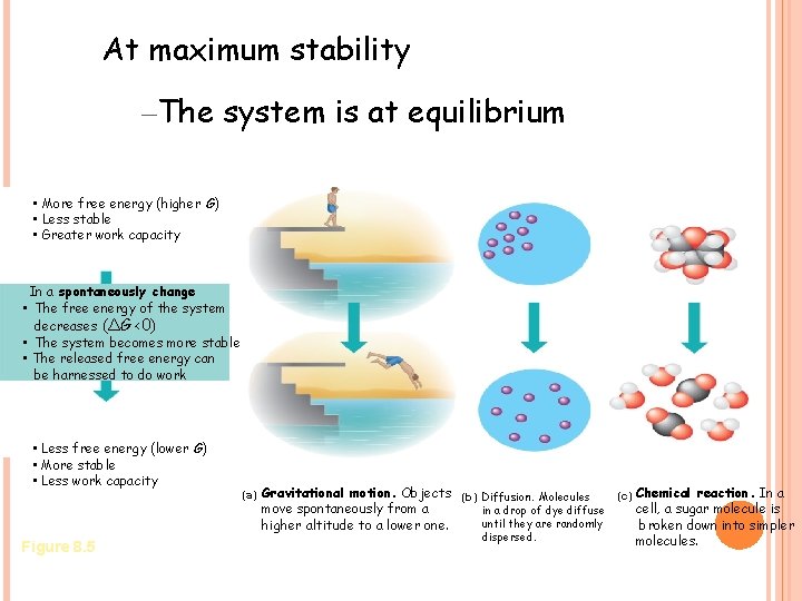 At maximum stability –The system is at equilibrium • More free energy (higher G)