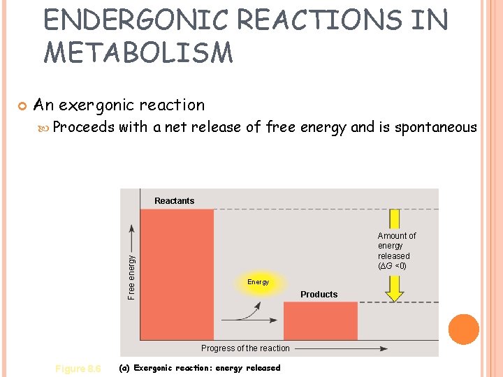 ENDERGONIC REACTIONS IN METABOLISM An exergonic reaction Proceeds with a net release of free