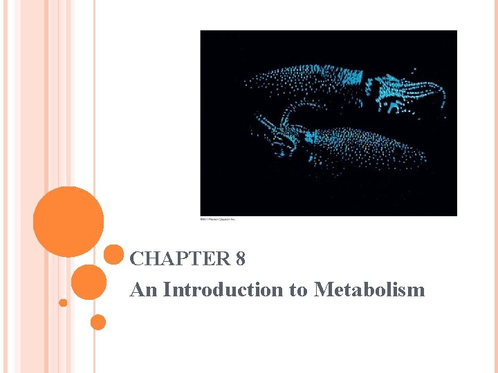 CHAPTER 8 An Introduction to Metabolism 