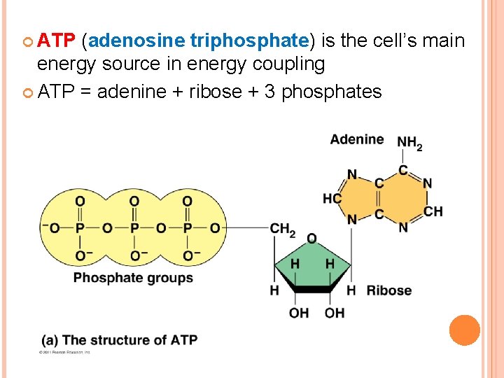  ATP (adenosine triphosphate) is the cell’s main energy source in energy coupling ATP