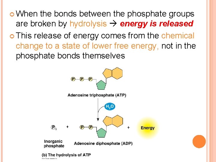  When the bonds between the phosphate groups are broken by hydrolysis energy is