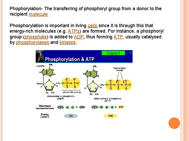 Phophorylation- The transferring of phosphoryl group from a donor to the recipient molecule Phosphorylation