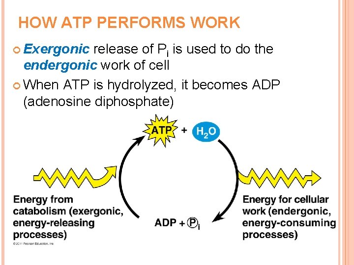 HOW ATP PERFORMS WORK Exergonic release of Pi is used to do the endergonic