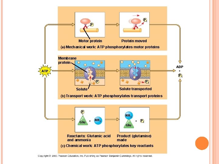 Pi P Motor protein Protein moved Mechanical work: ATP phosphorylates motor proteins Membrane protein