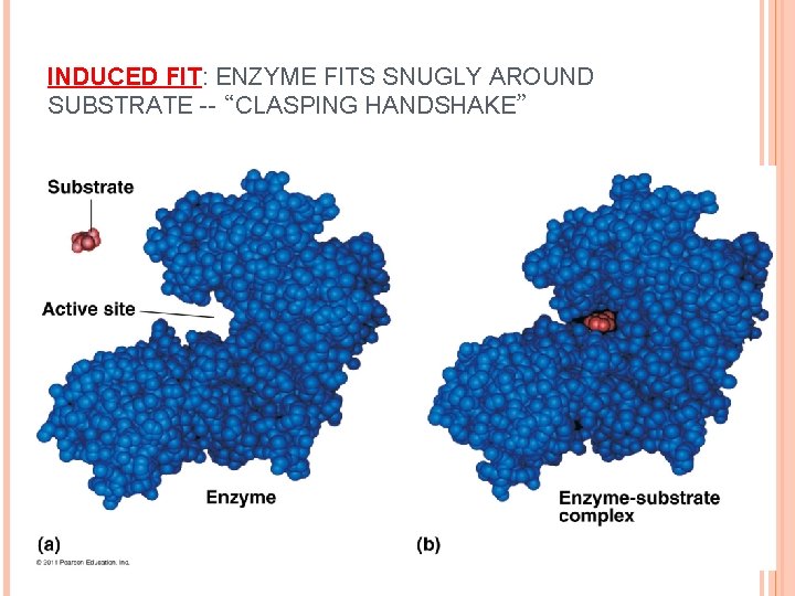 INDUCED FIT: ENZYME FITS SNUGLY AROUND SUBSTRATE -- “CLASPING HANDSHAKE” 