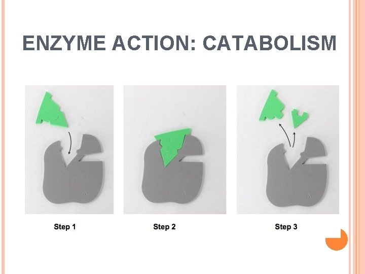 ENZYME ACTION: CATABOLISM 