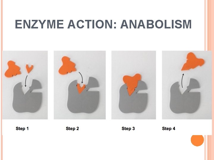 ENZYME ACTION: ANABOLISM 