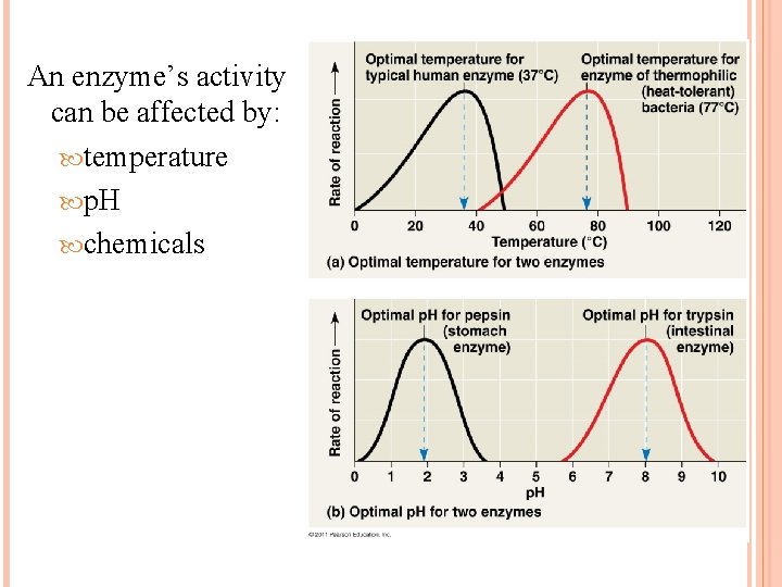 An enzyme’s activity can be affected by: temperature p. H chemicals 