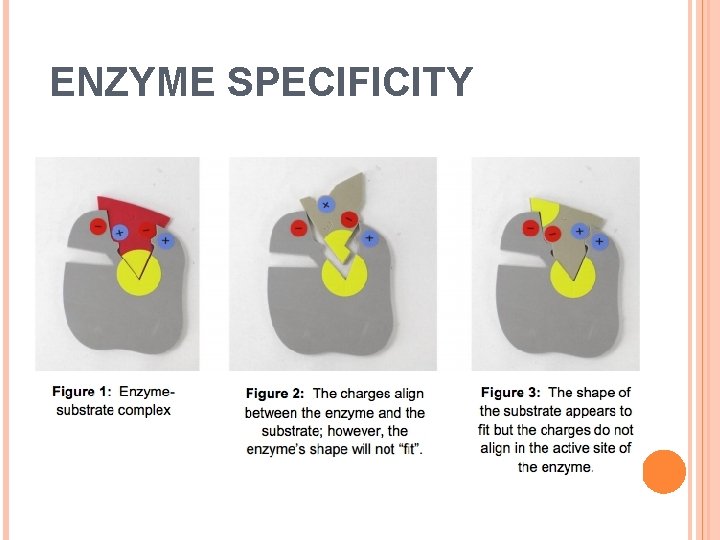 ENZYME SPECIFICITY 