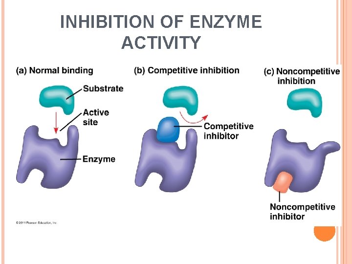 INHIBITION OF ENZYME ACTIVITY 
