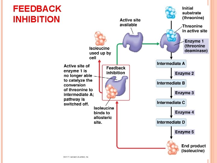 FEEDBACK INHIBITION 