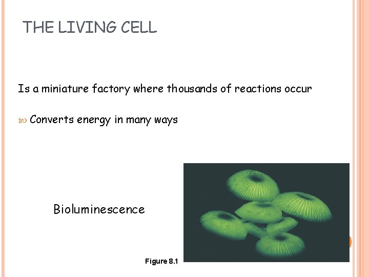 THE LIVING CELL Is a miniature factory where thousands of reactions occur Converts energy