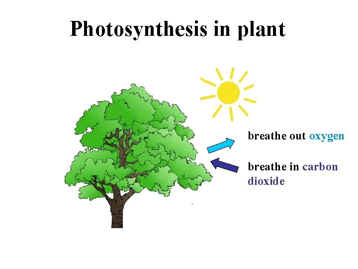 Photosynthesis in plant breathe out oxygen breathe in carbon dioxide 