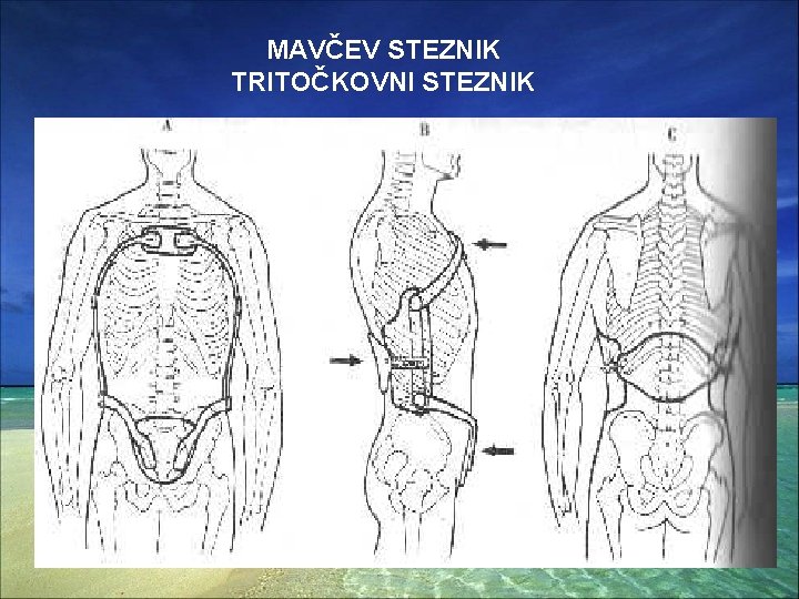 MAVČEV STEZNIK TRITOČKOVNI STEZNIK 