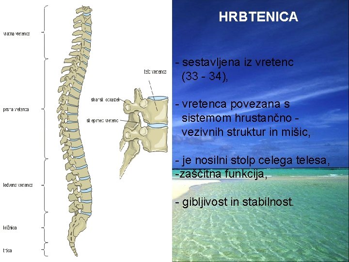 HRBTENICA - sestavljena iz vretenc (33 - 34), - vretenca povezana s sistemom hrustančno