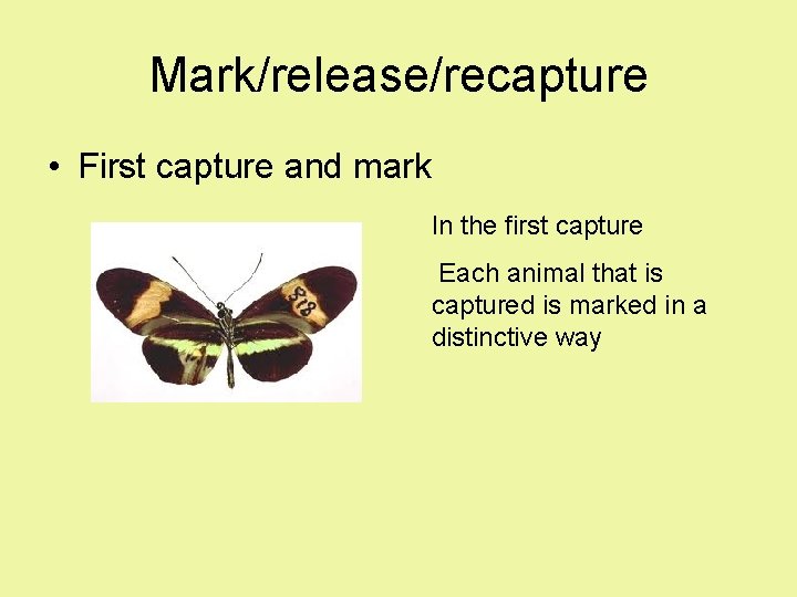 Mark/release/recapture • First capture and mark In the first capture Each animal that is