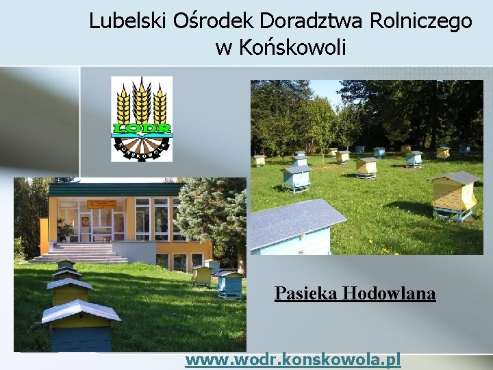 Lubelski Ośrodek Doradztwa Rolniczego w Końskowoli Pasieka Hodowlana www. wodr. konskowola. pl 