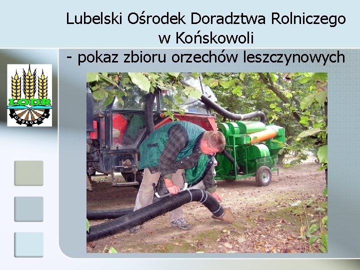 Lubelski Ośrodek Doradztwa Rolniczego w Końskowoli - pokaz zbioru orzechów leszczynowych 