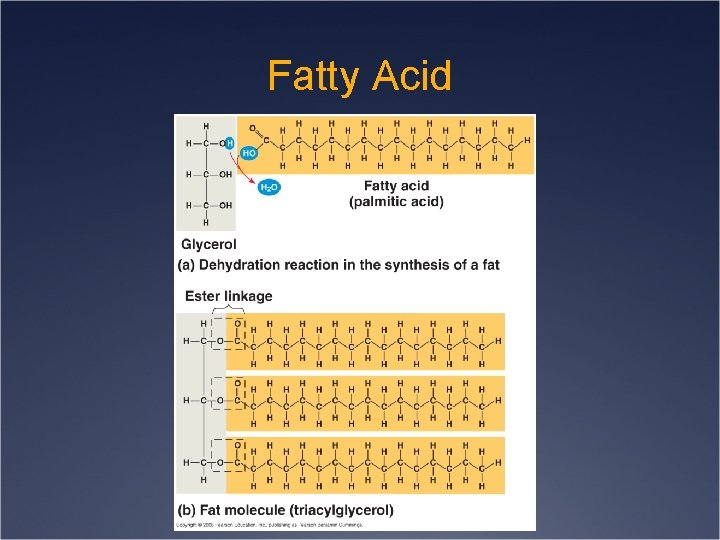 Fatty Acid 
